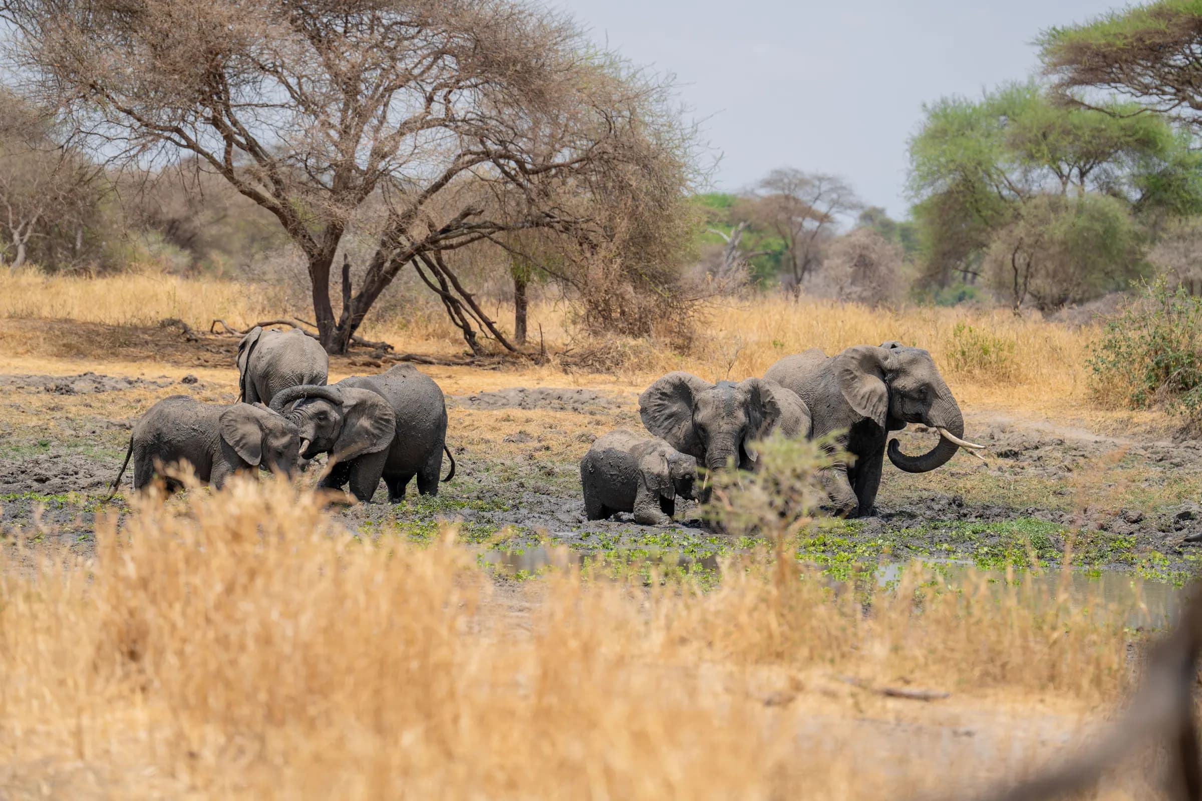 Tarangire National Park