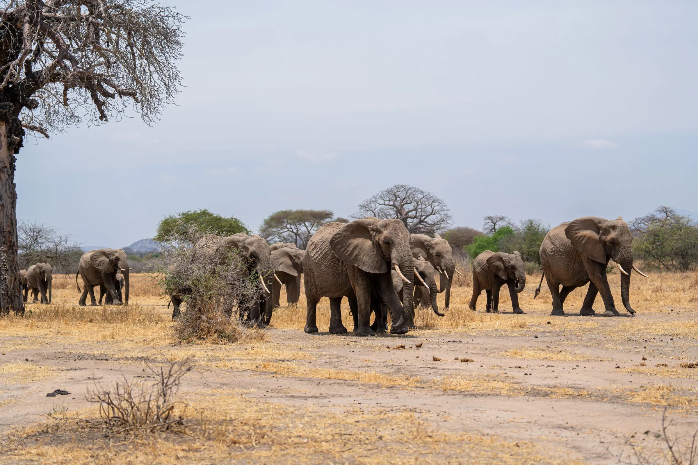 Tarangire National Park