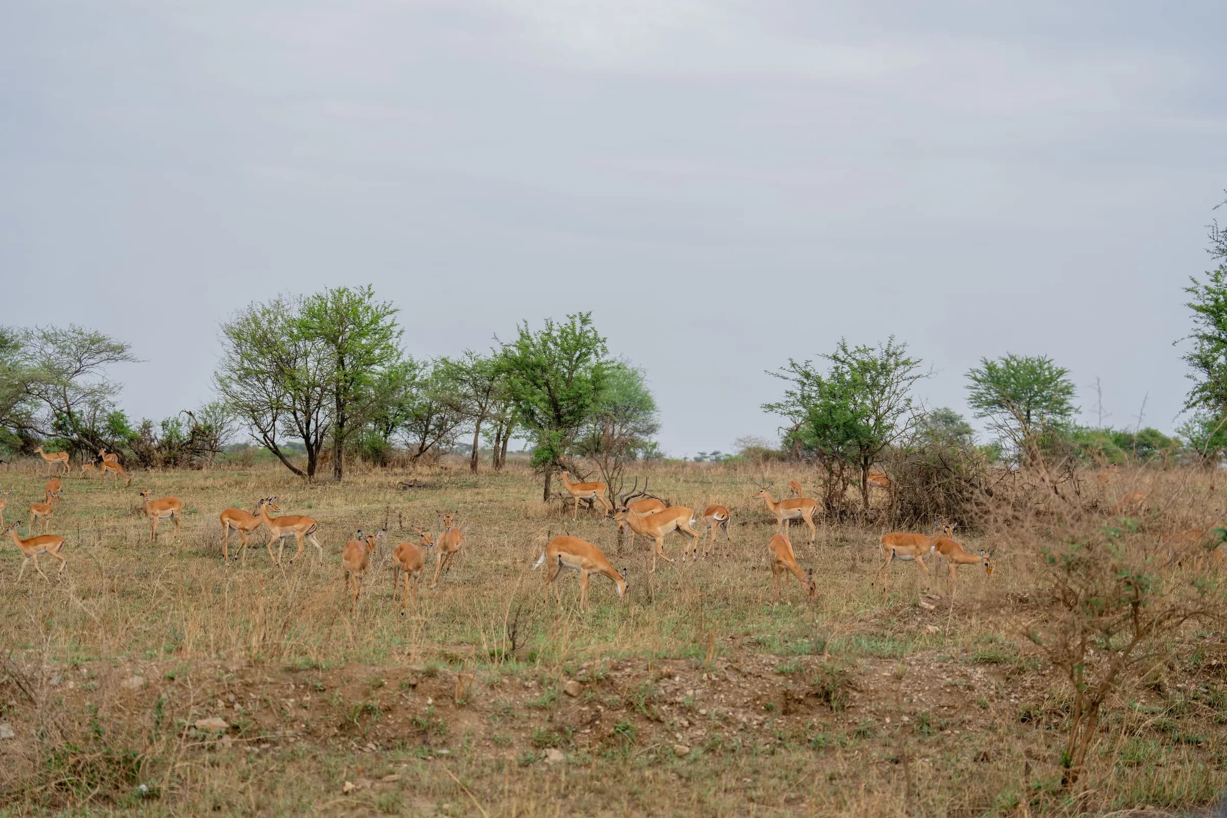Western Serengeti