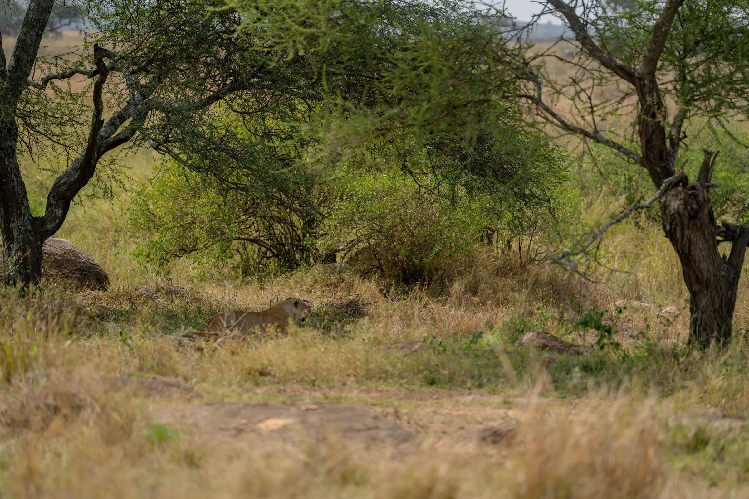 A lion resting in the Serengeti