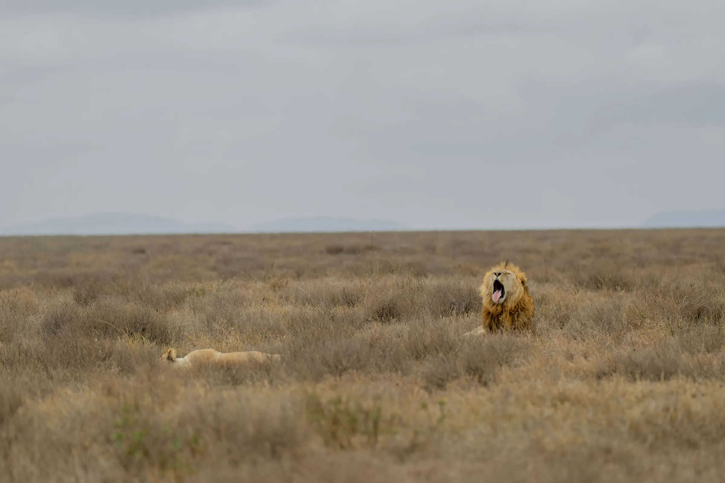 Northern Serengeti