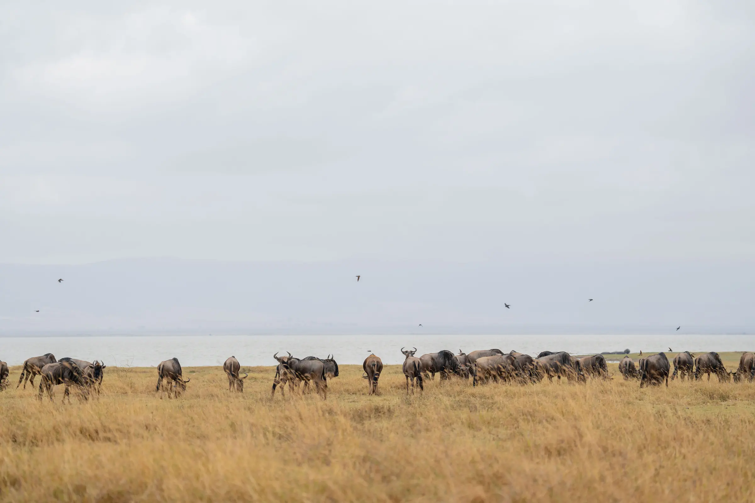 Ngorongoro Crater