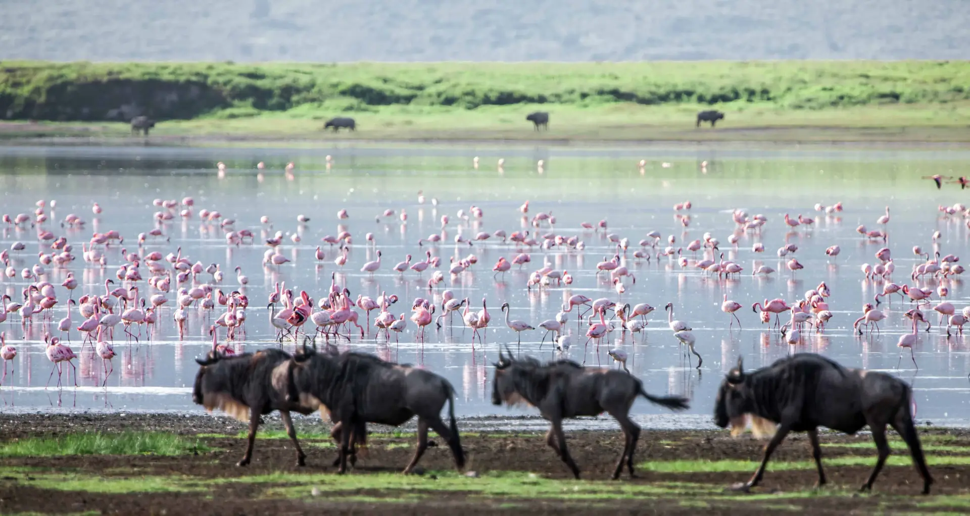 Ngorongoro Crater landscape