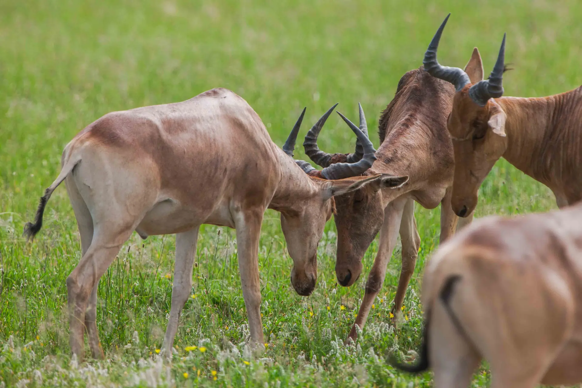 Central Serengeti landscape