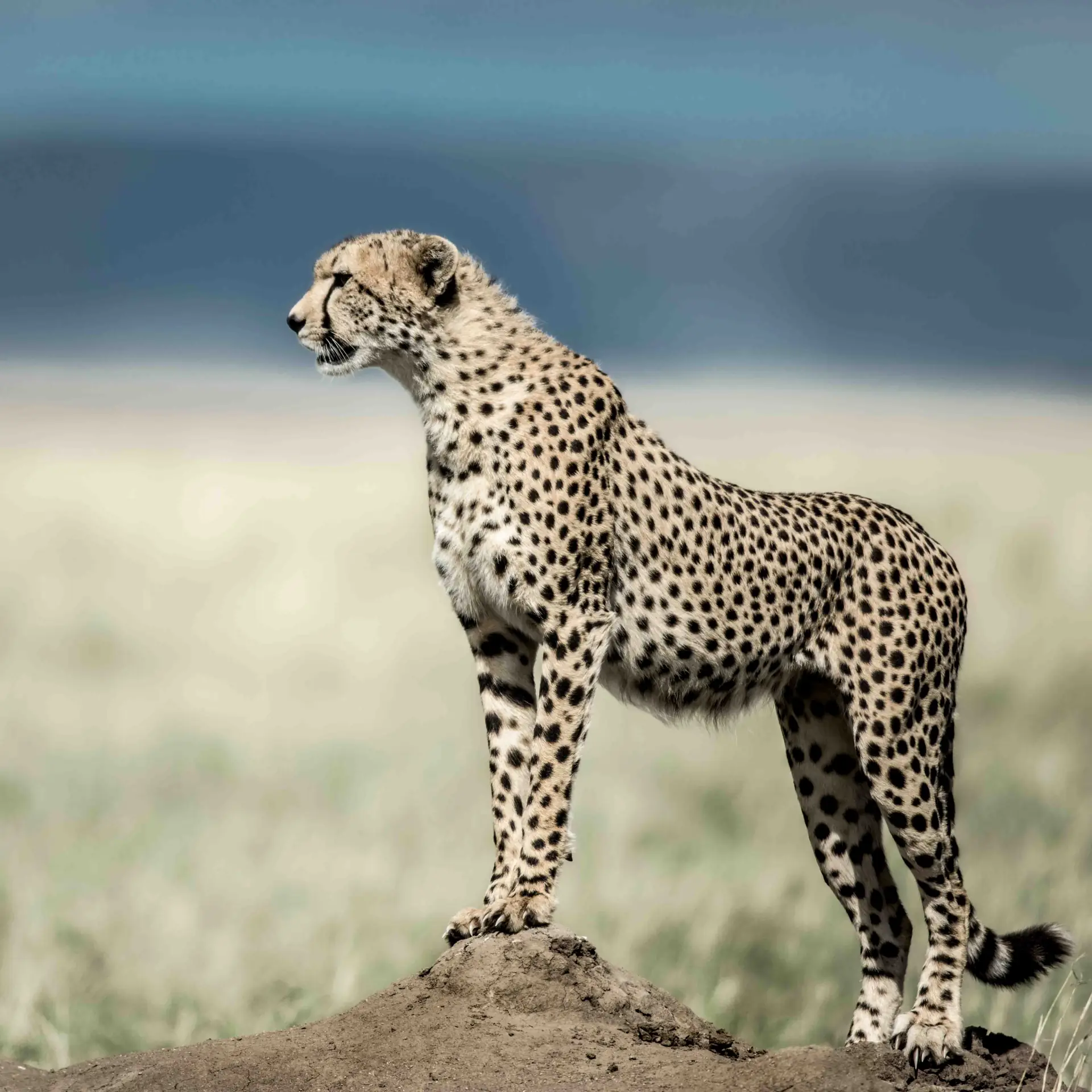 A landscape from our Tanzania travel collection