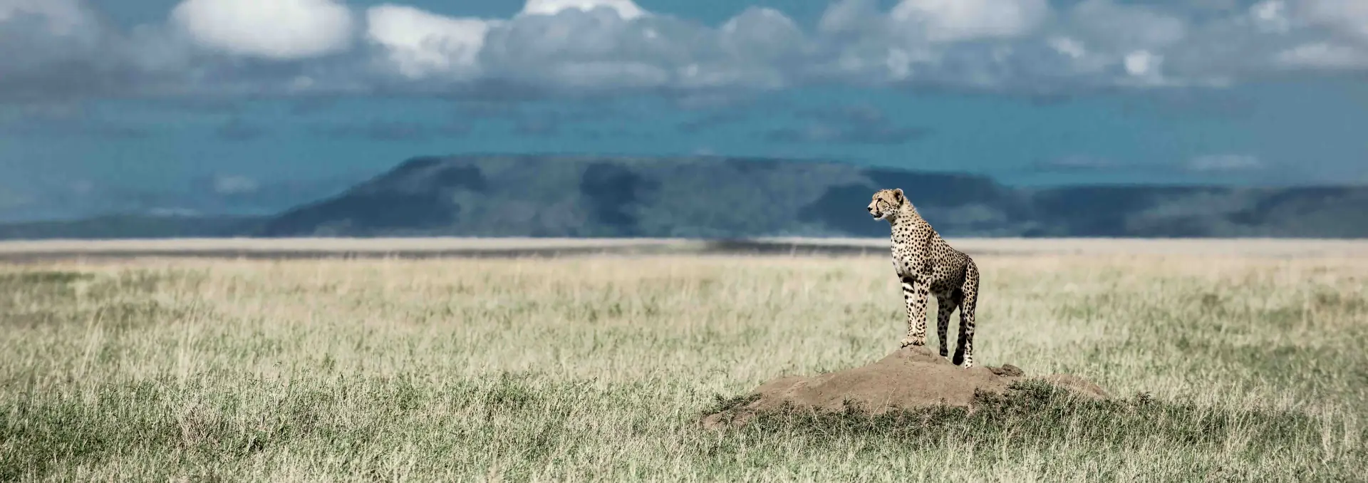 Arusha City landscape