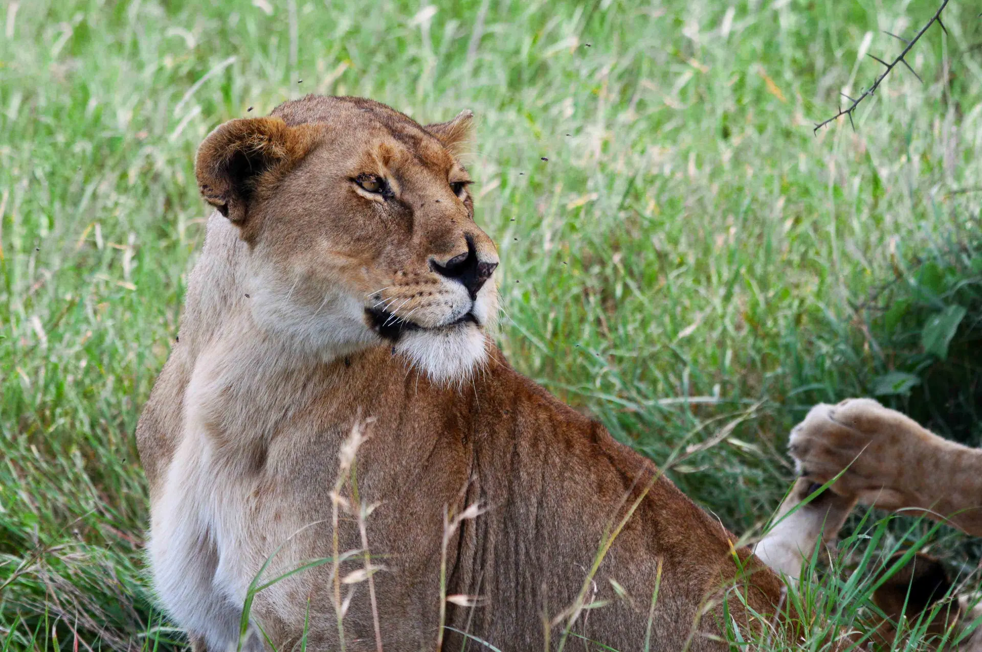 Central Serengeti landscape