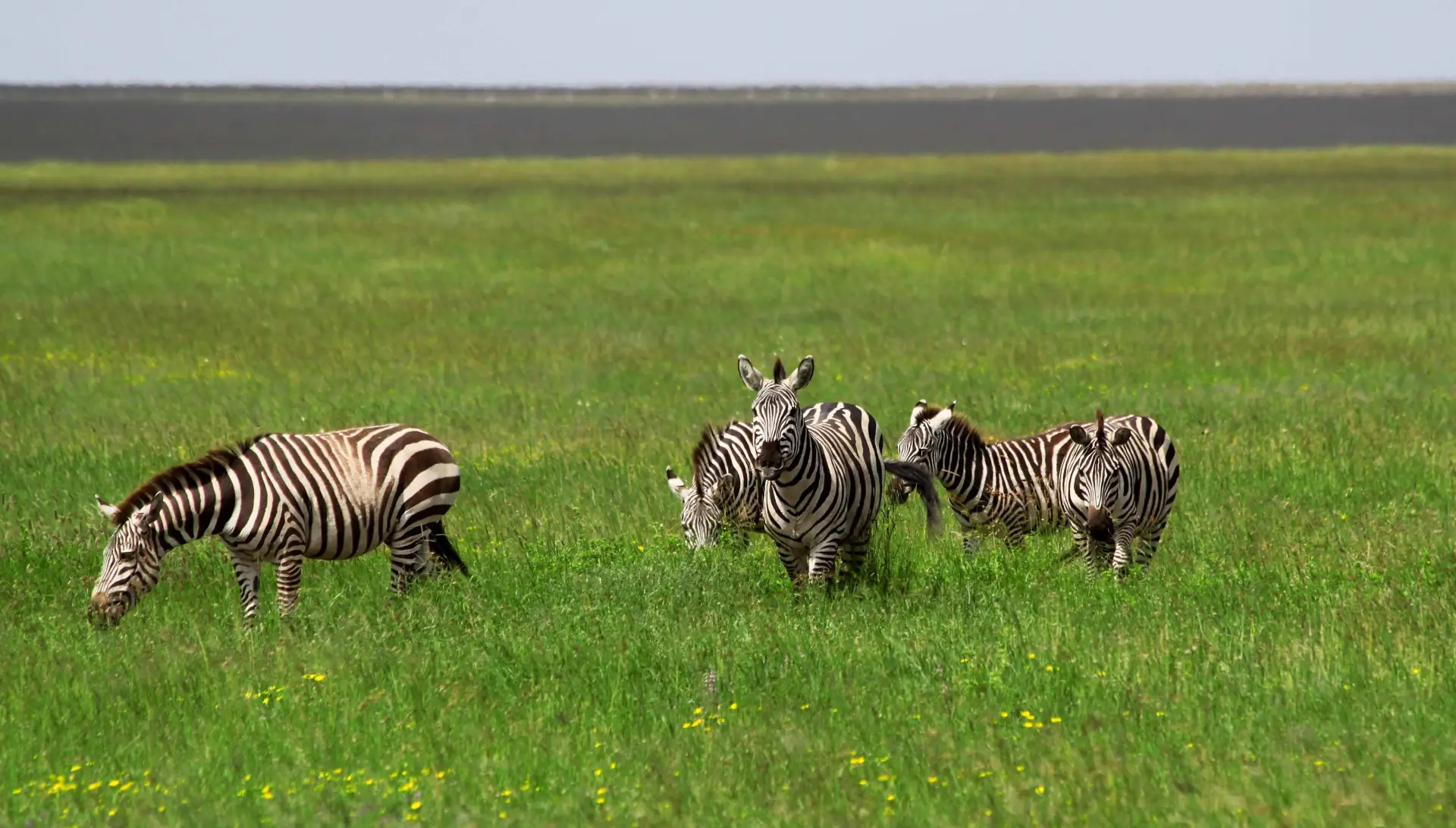 Central Serengeti landscape