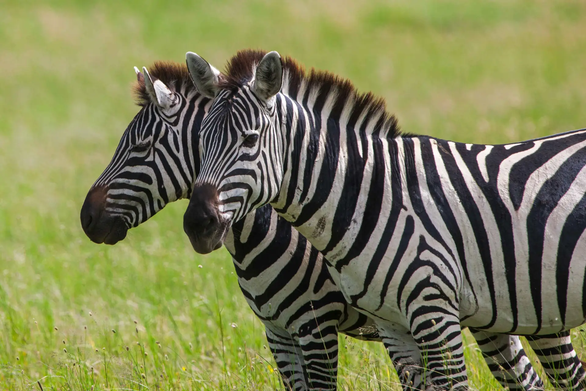 Central Serengeti landscape