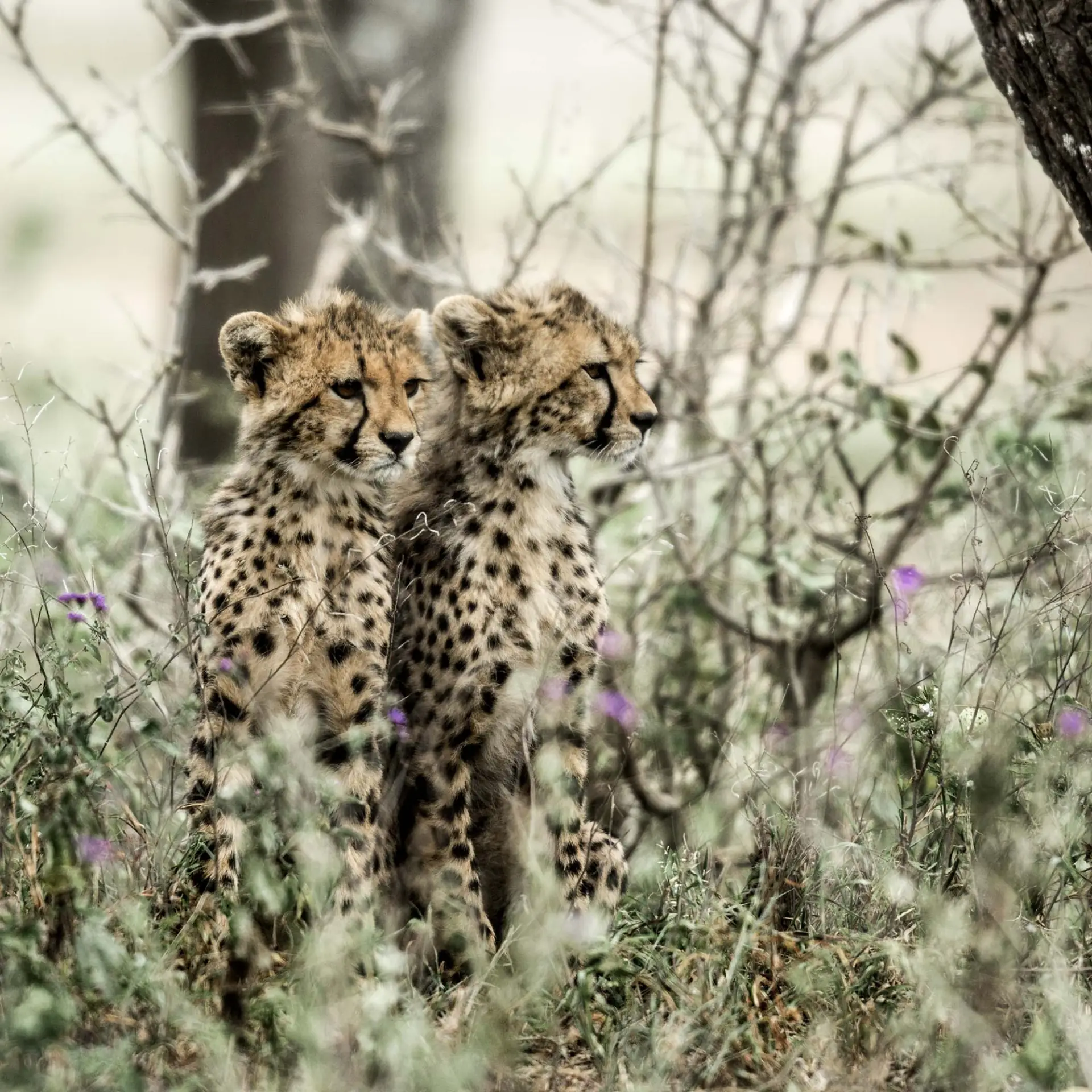 Central Serengeti landscape