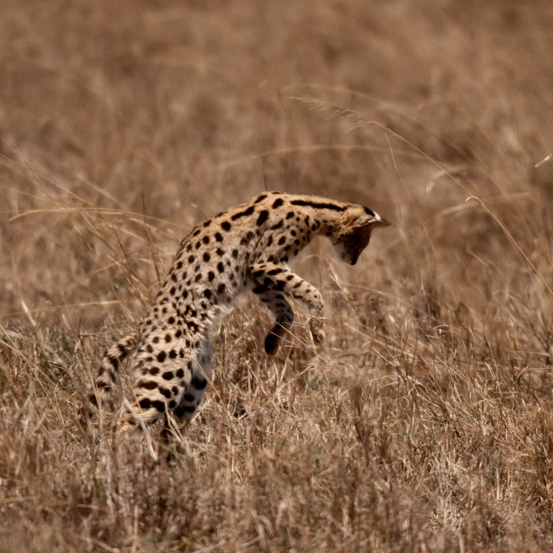 Central Serengeti landscape