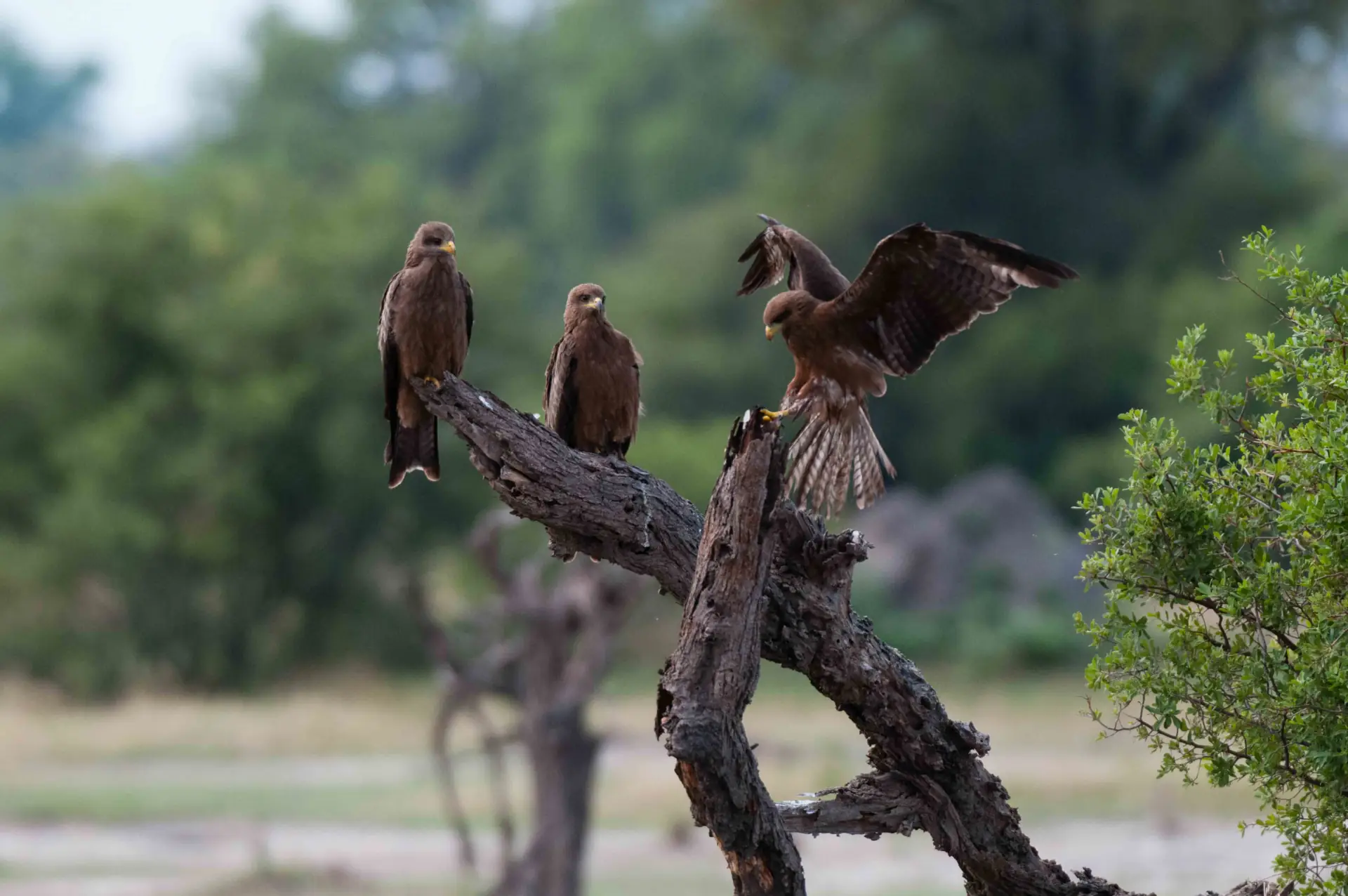 Tarangire National Park landscape