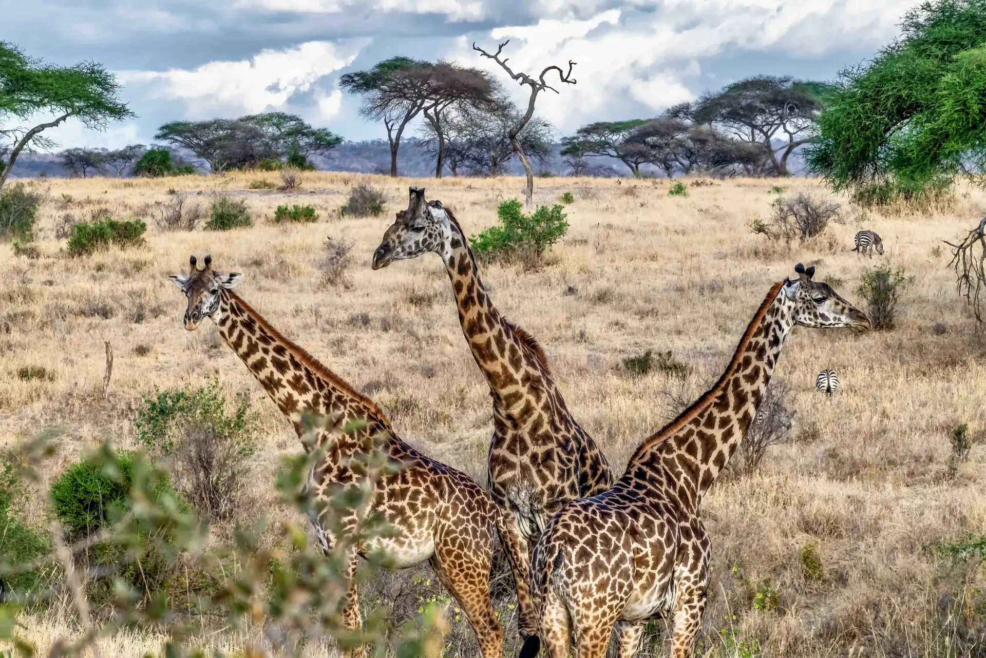 Ruaha National Park