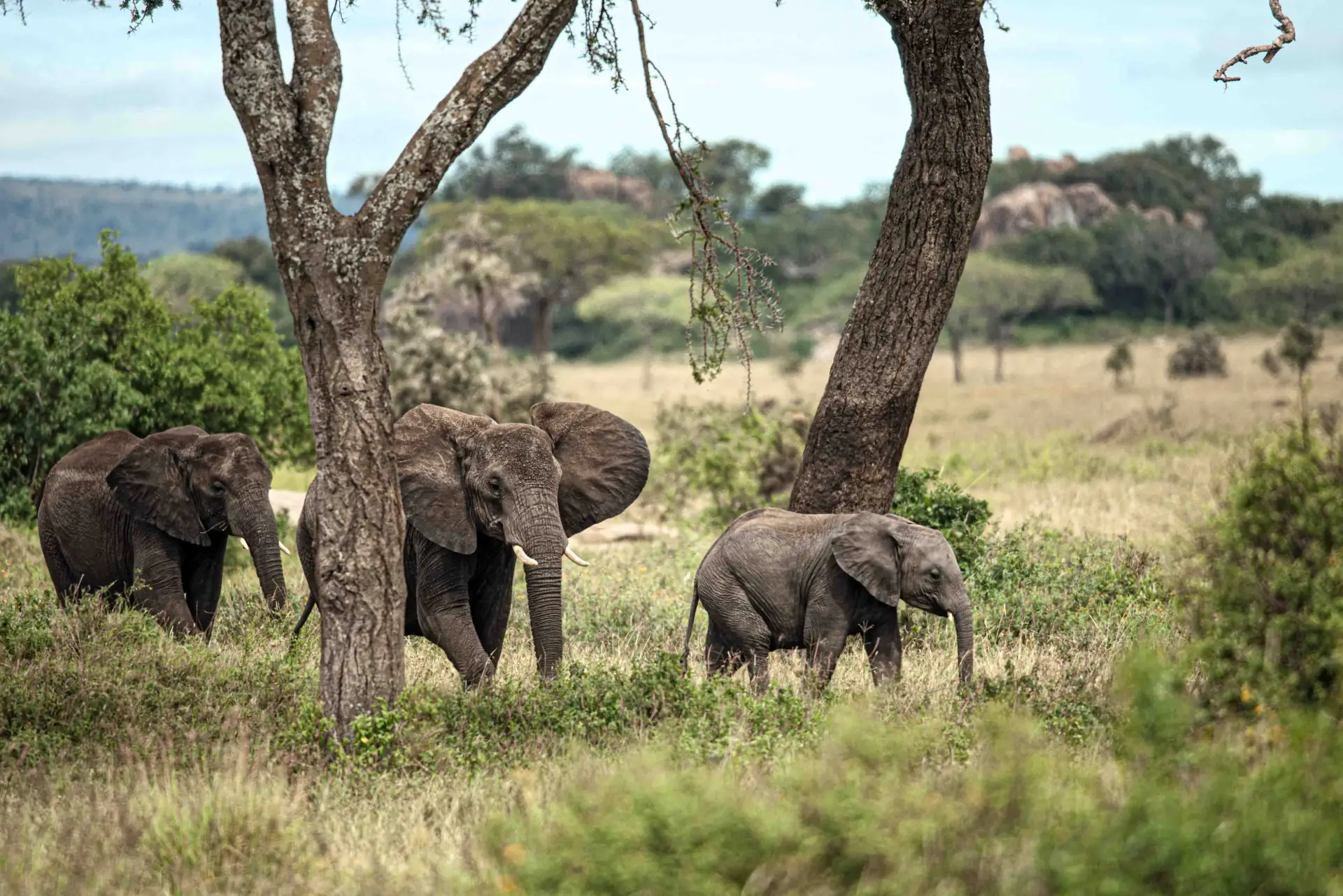2 Day Safari from Zanzibar: Tarangire - Savanna Highlights
