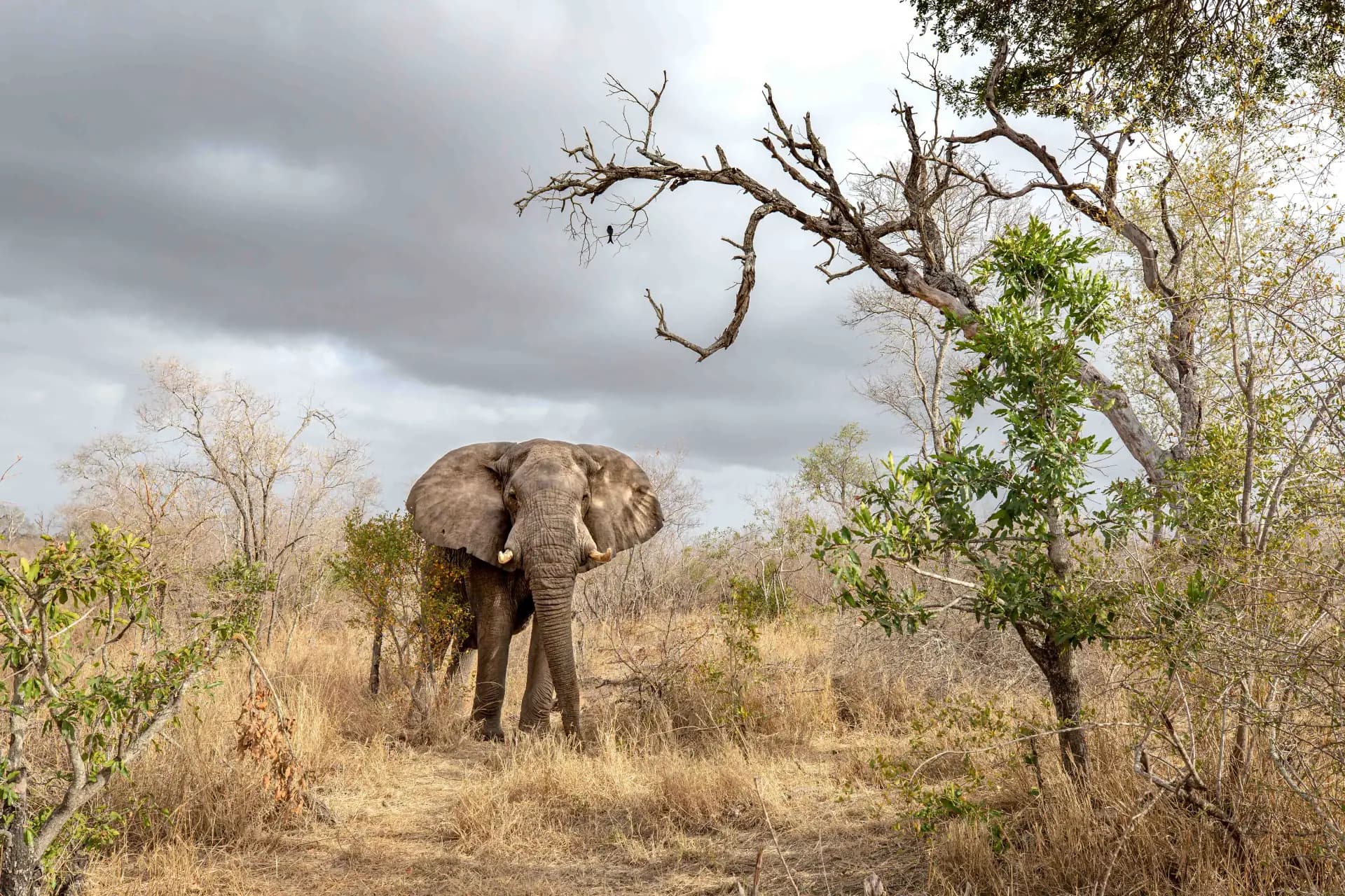 2 Day Safari from Zanzibar: Tarangire - Savanna Highlights