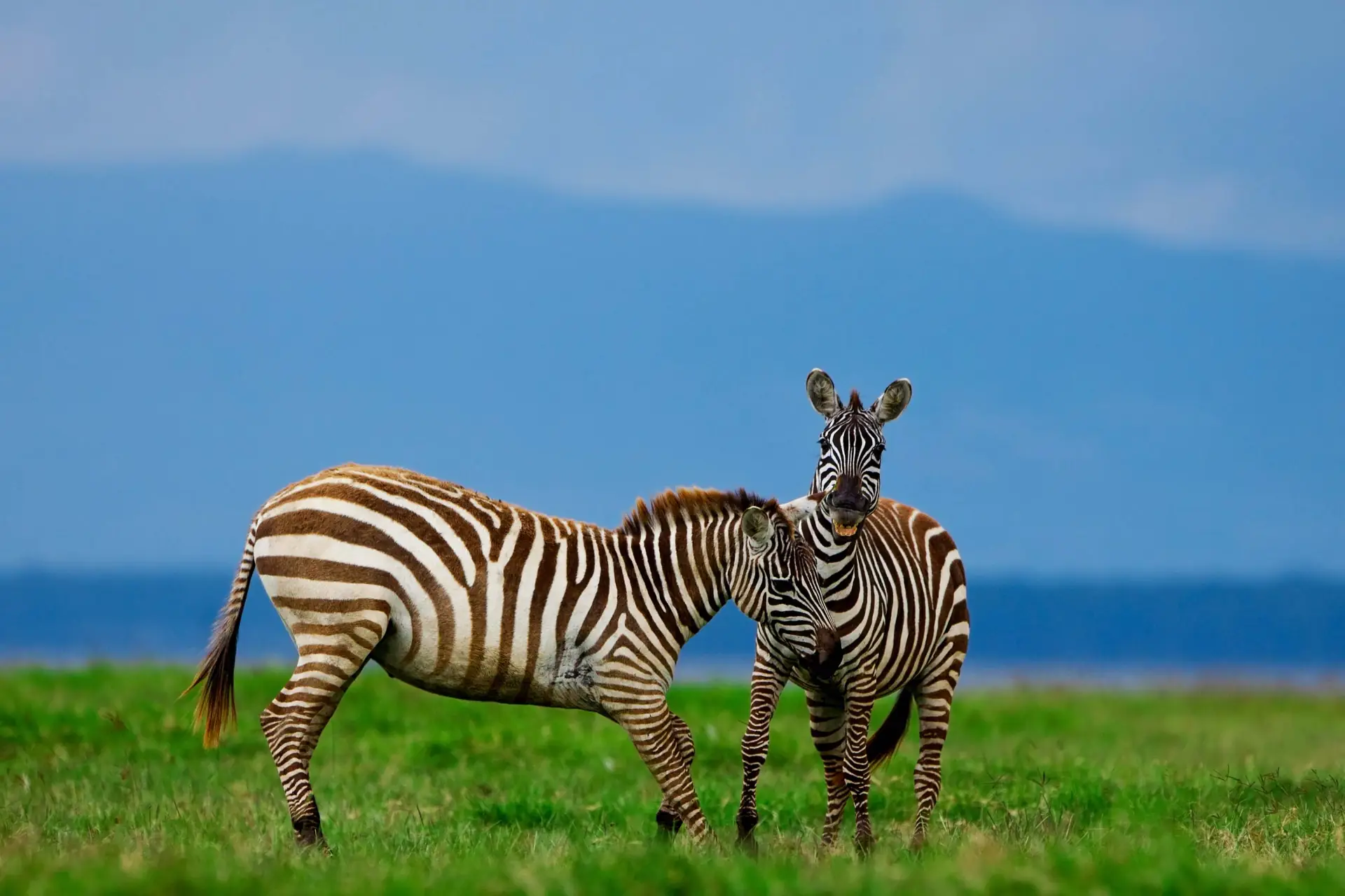 2-Day Quick Safari β Tarangire & Ngorongoro