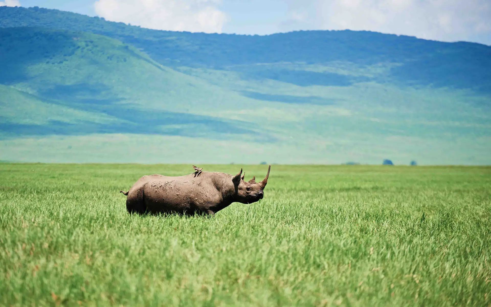 3-Day Safari from Zanzibar — Serengeti & Ngorongoro