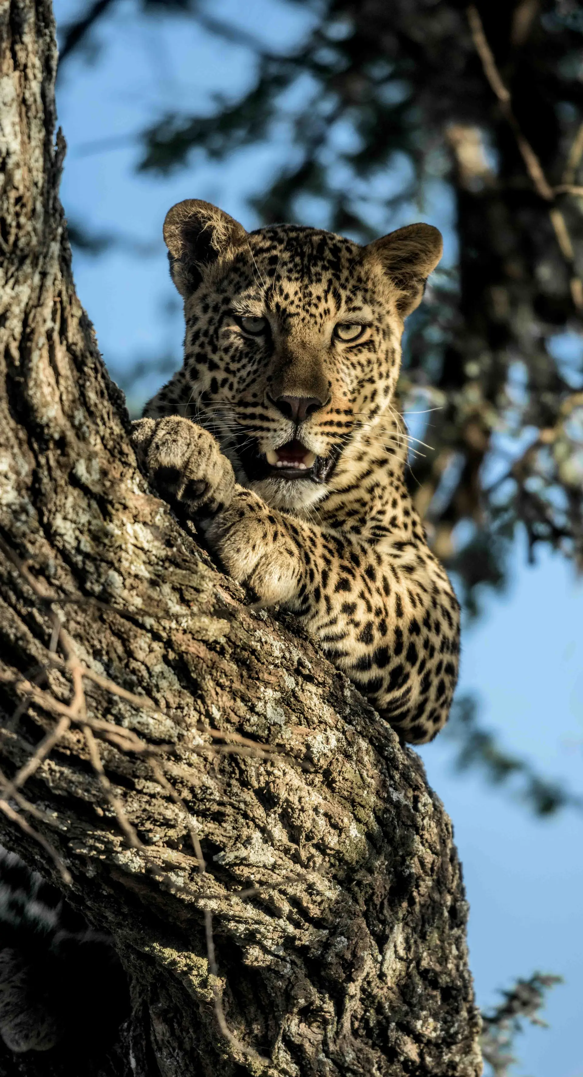 Central Serengeti