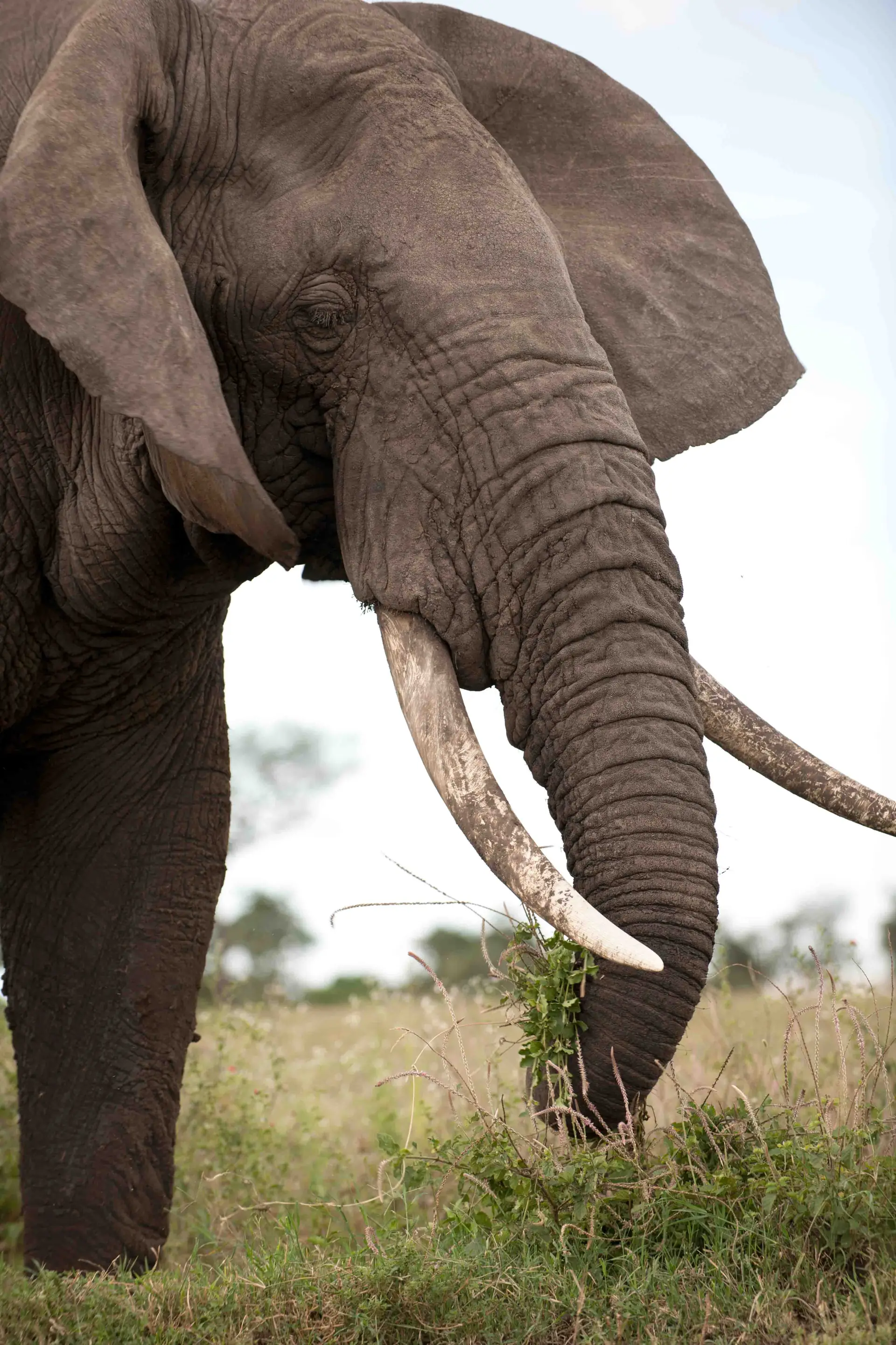 Ngorongoro Crater