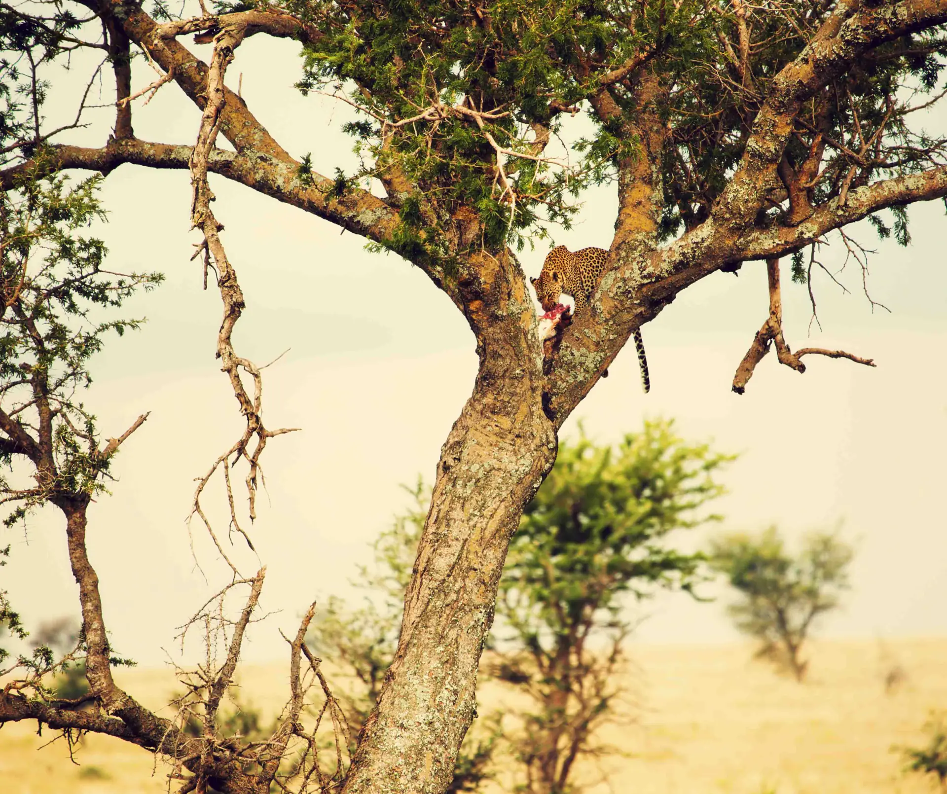 Tarangire National Park