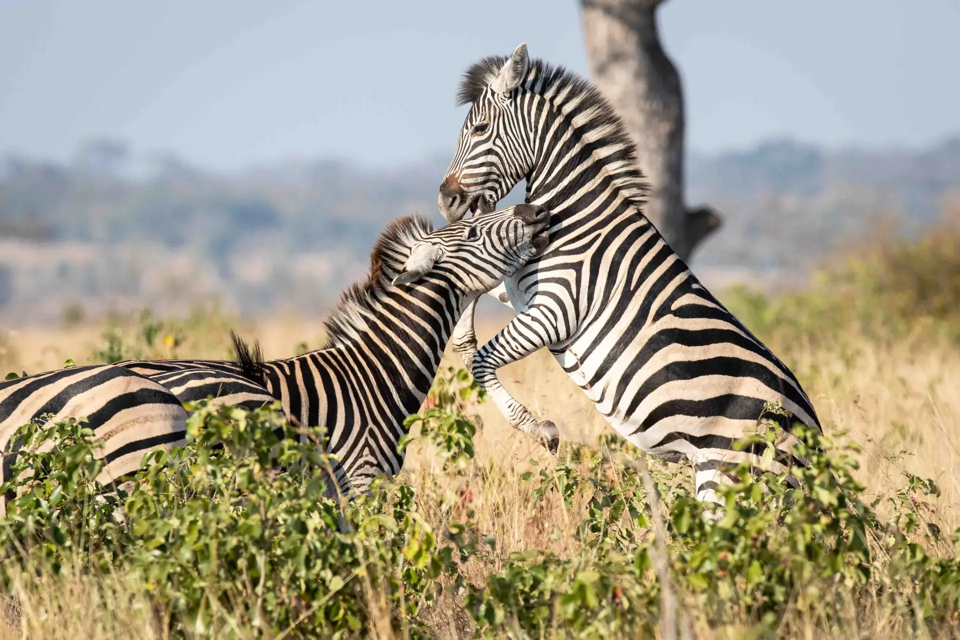 4-Day Best of Tanzania — Tarangire, Serengeti & Ngorongoro