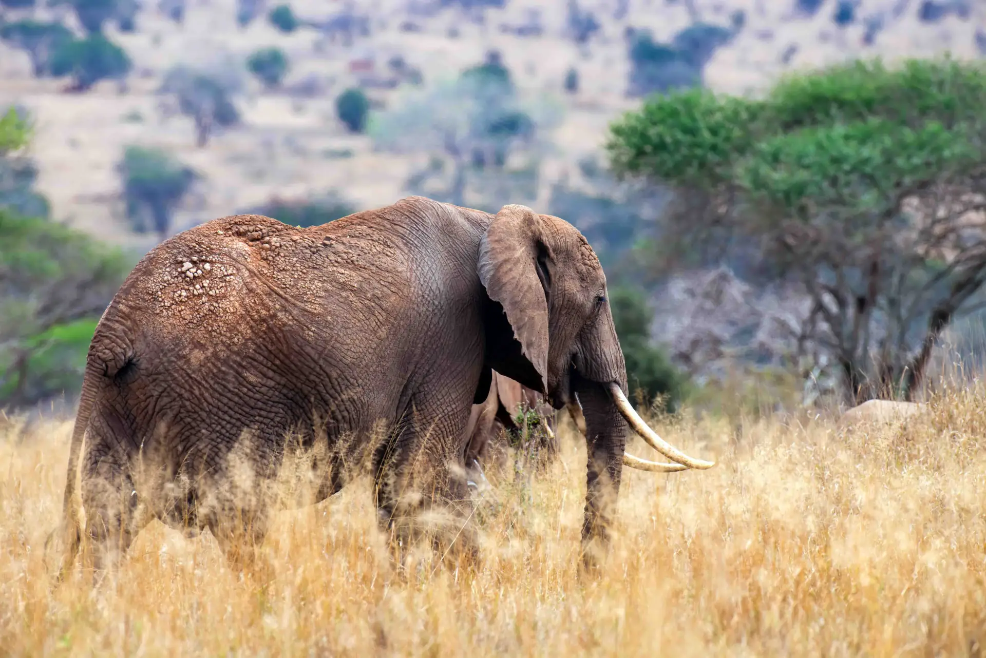 3-Day Classic β Tarangire, Manyara & Ngorongoro