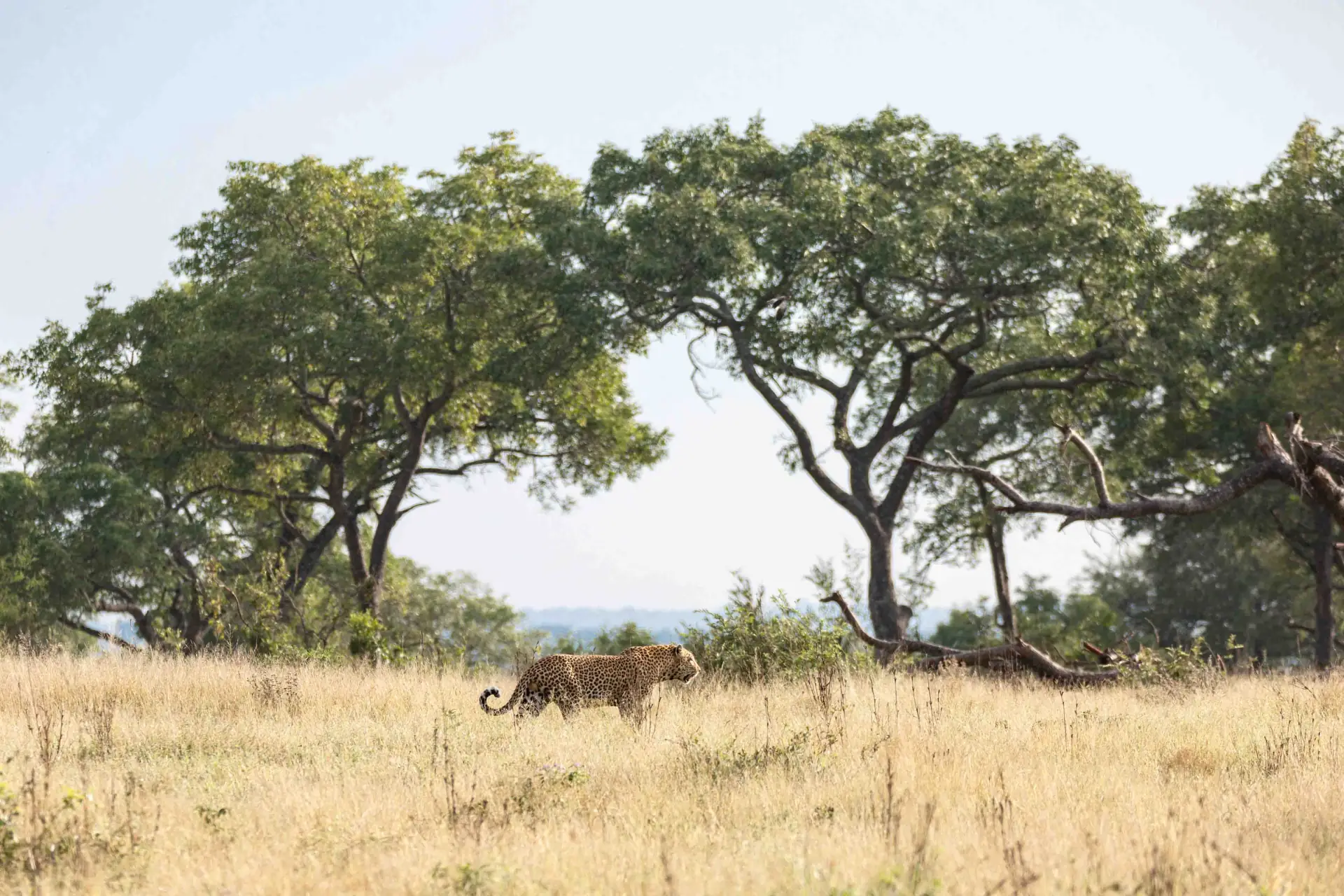 Walking safari with an armed ranger