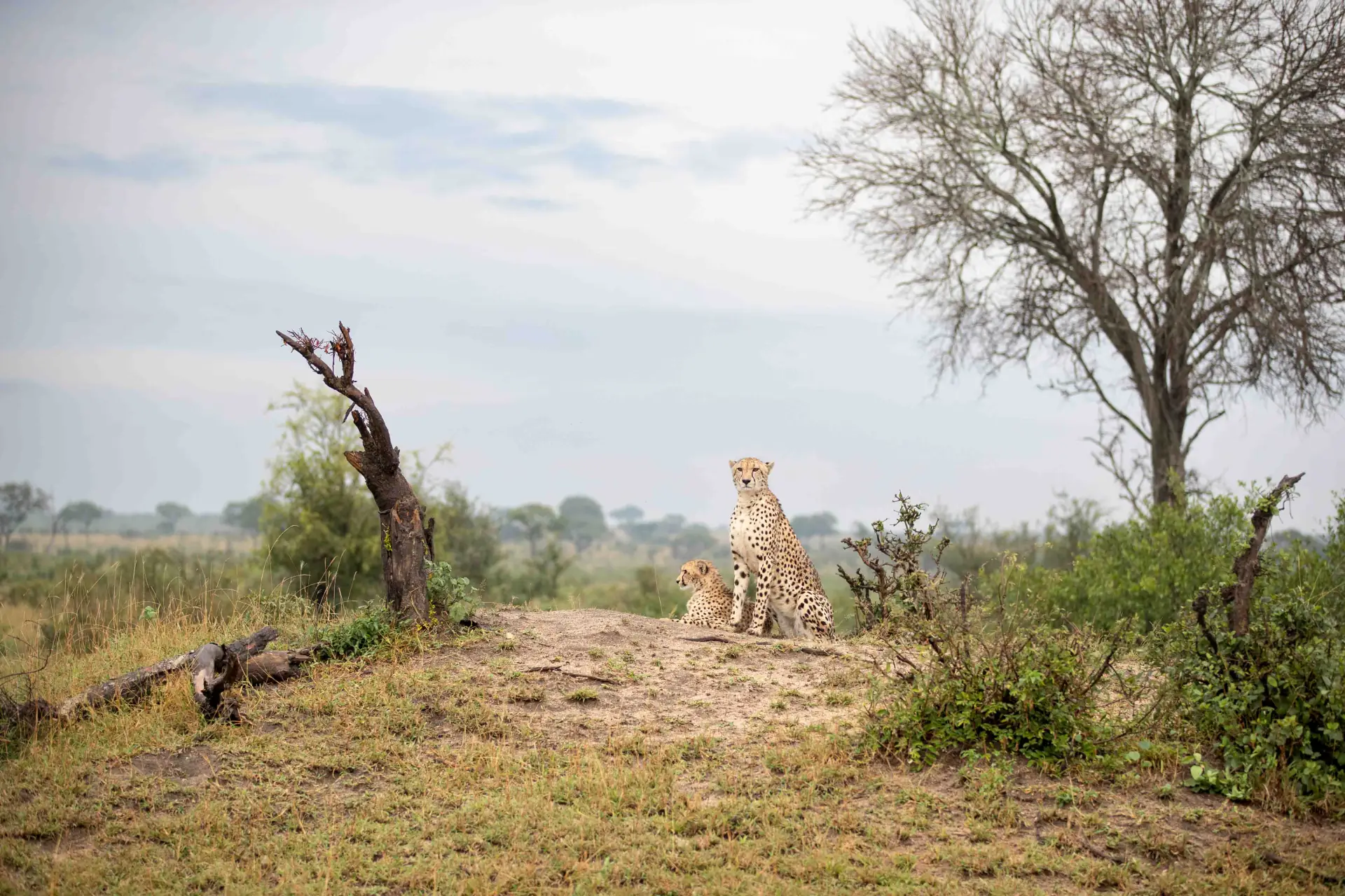Ngorongoro + Tarangire + Arusha