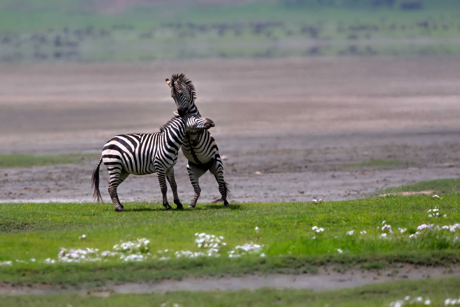 Top 5 Big Five Safari Destinations in Tanzania