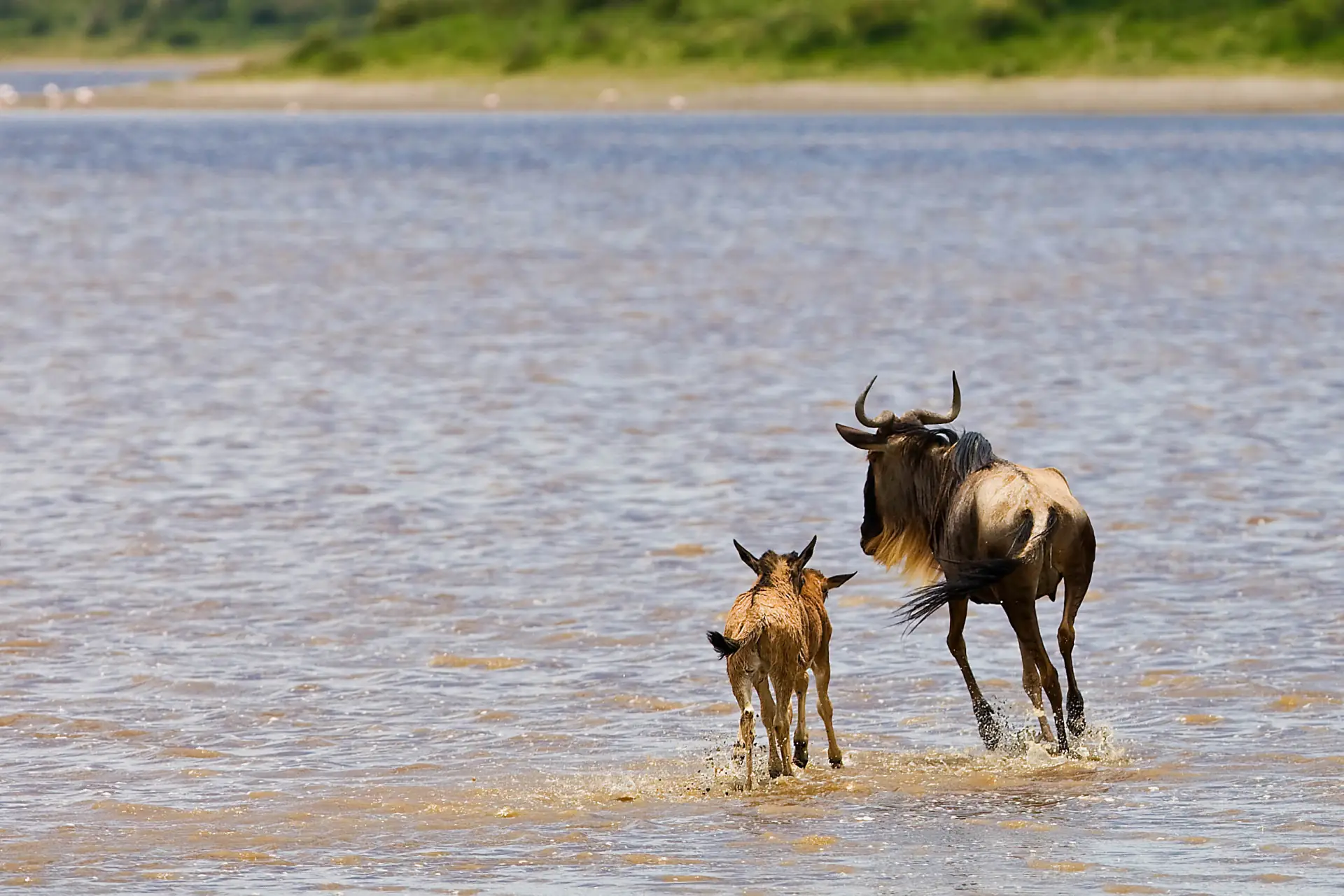 Understanding the Great Migration: A Month by Month Guide
