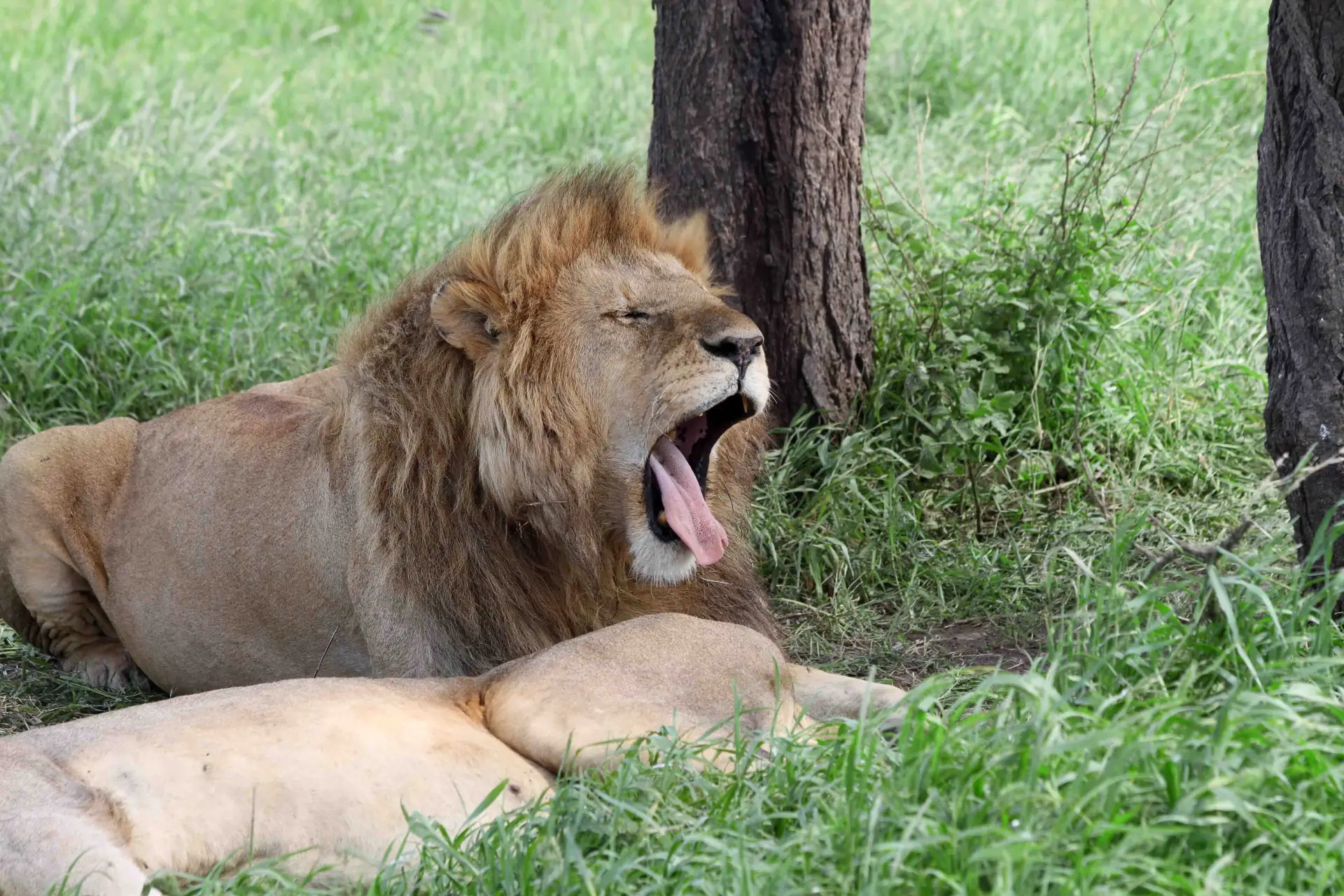 Our Story: Why We Started Lucky Wild Safaris