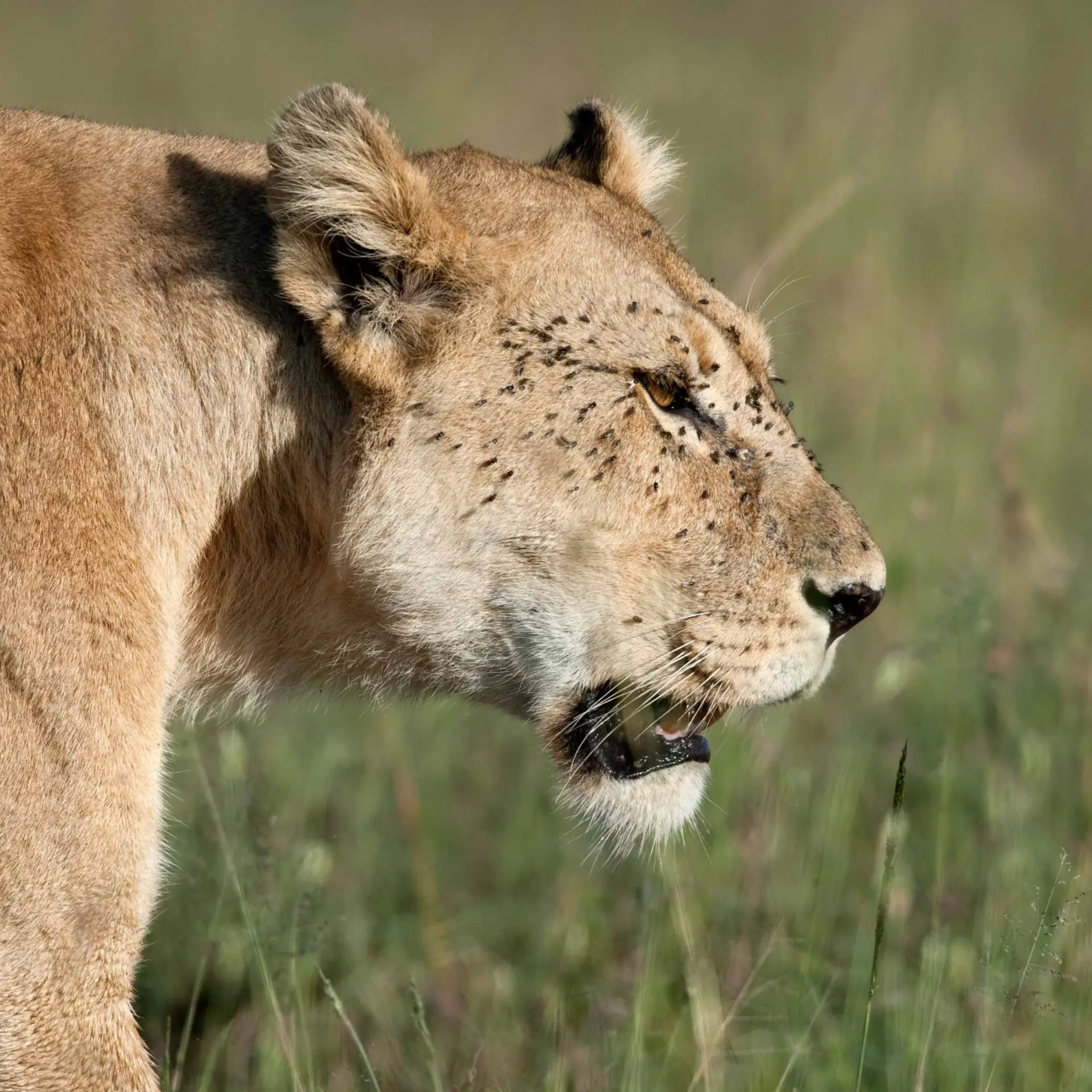 What Makes a Lucky Wild Safari Different?
