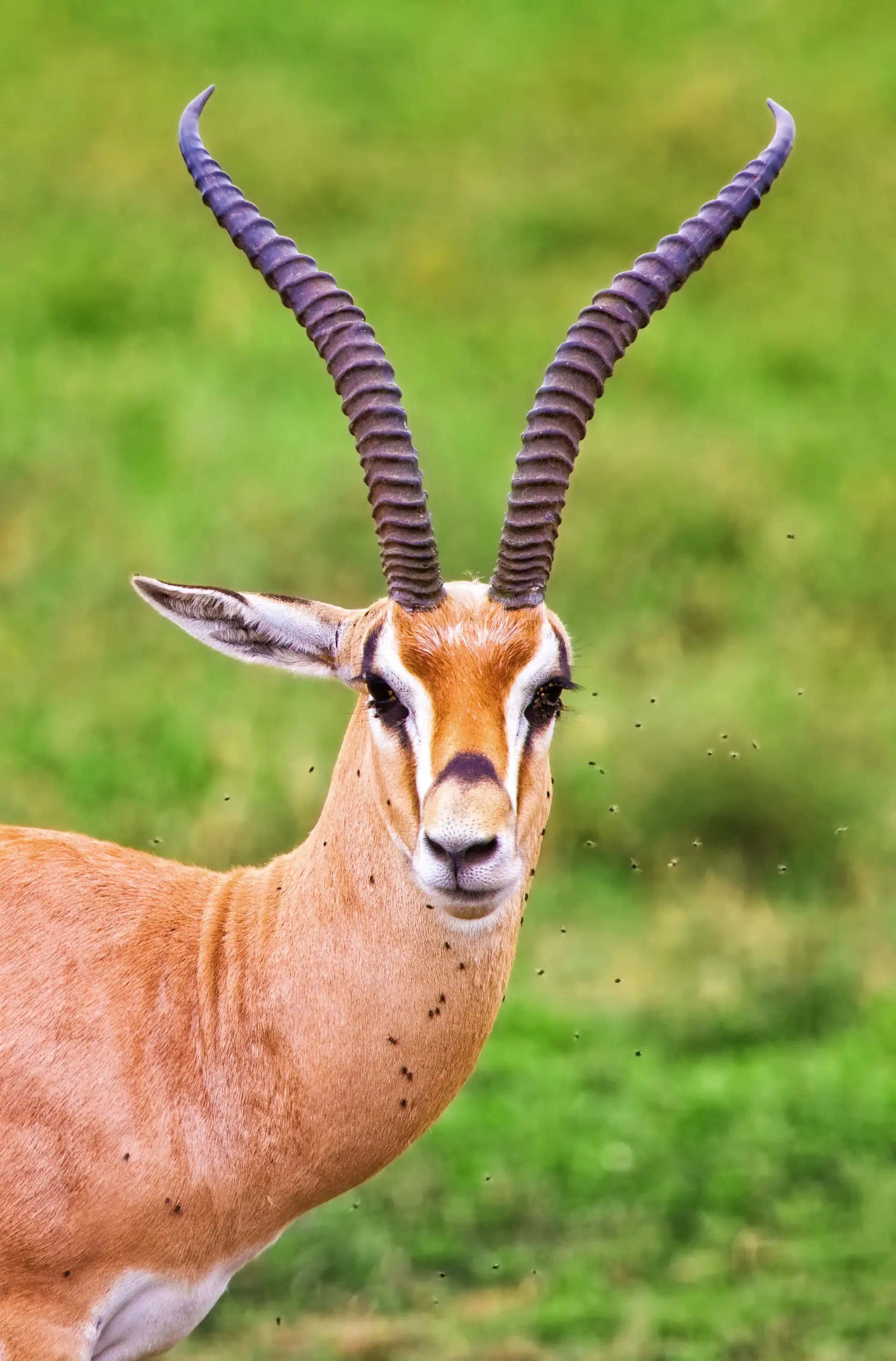 What to Expect on Your First African Safari
