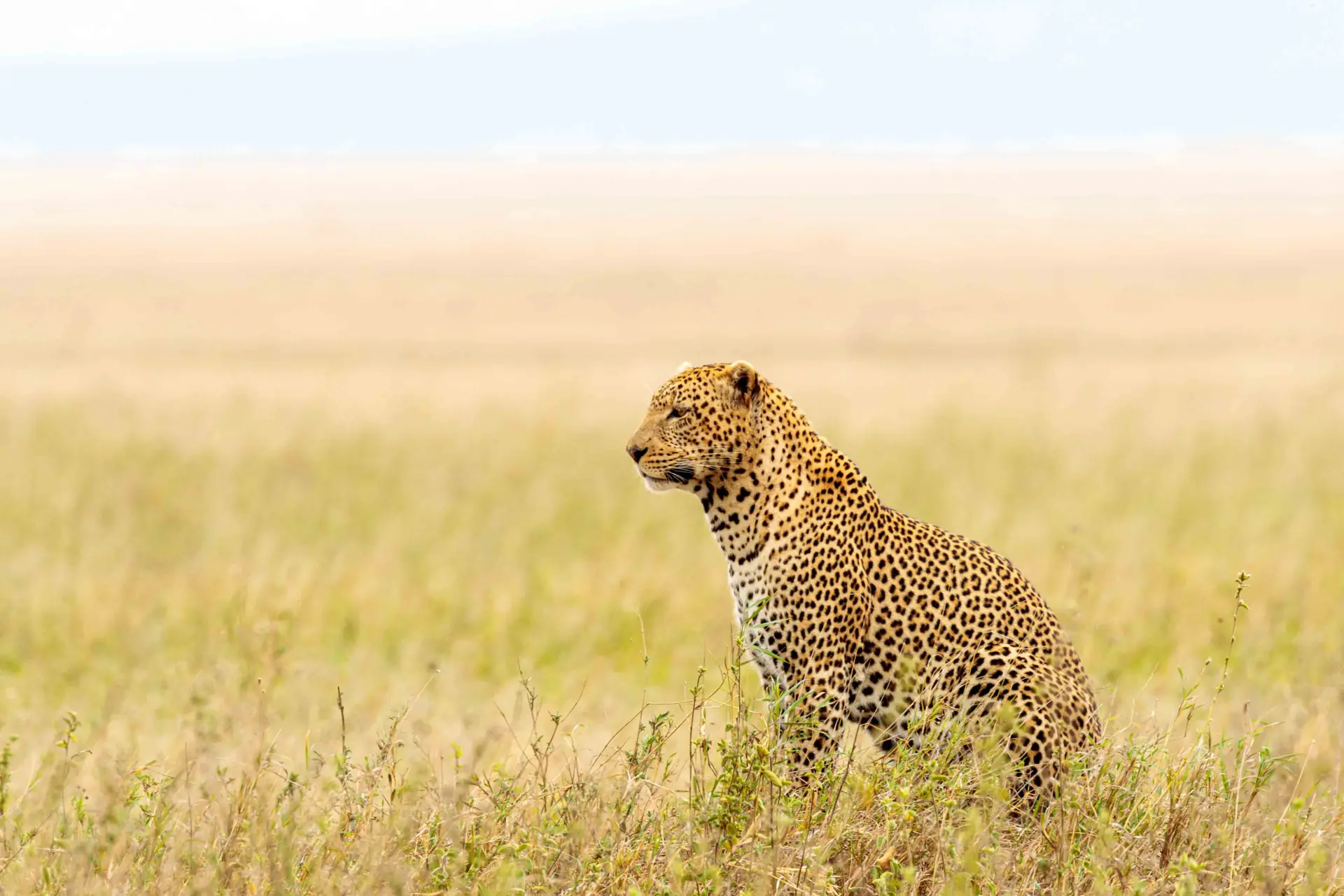 Serengeti vs Ngorongoro: Comparing the Titans