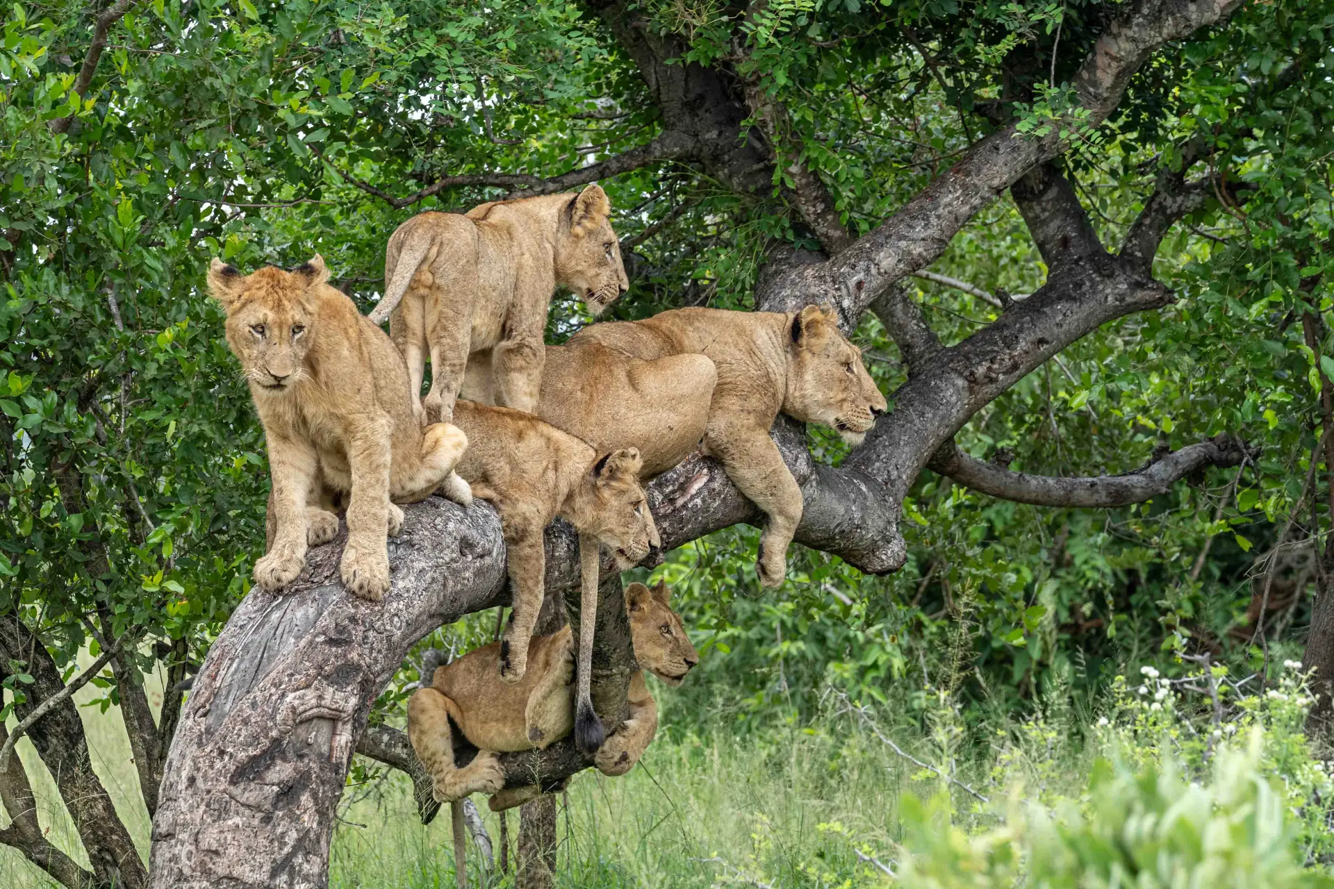 Family Safari Guide: Travelling with Children in Tanzania